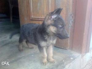 German sheferd oregnal breed double coat dog for