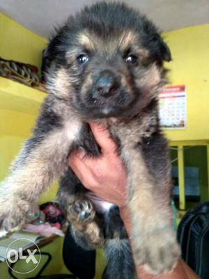 German shepherd double coat puppies champion line