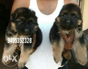German shepherd puppies K C I registered puppies