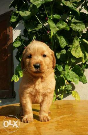 Golden Retriever Puppies At Reasonable Price