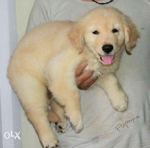 Golden Retriever puppy / dogs for sale find a fabulous pet