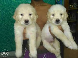 Golden retriever Puppies for sale