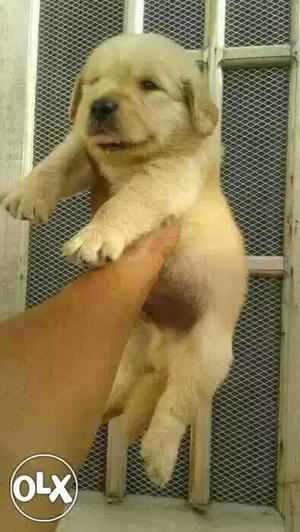 Golden retriever female puppies available sell in