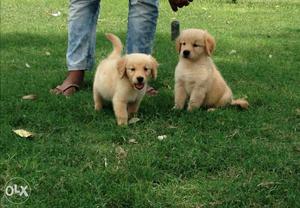 Golden retriever female pups dark color show