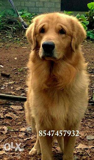 Golden retriever for mating and for sale