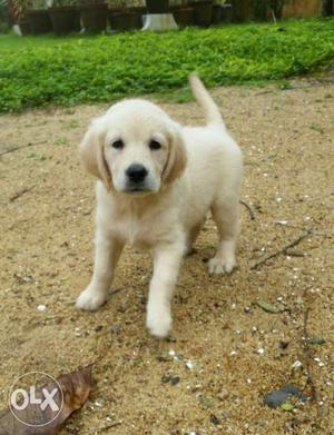 Golden retriever good quality puppy for sale