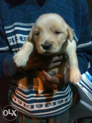 Golden retriever puppy's fr sale