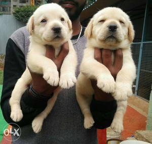 Good Quality Labrador puppies available
