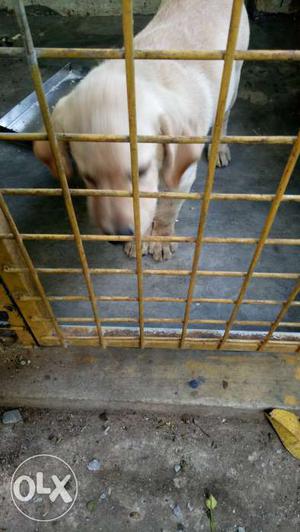 Good quality White lab puppy 3 months. All