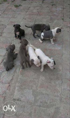 Gray-black-and-white Short Coat Puppy Litter