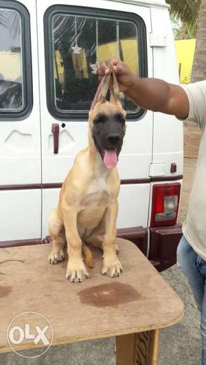 Great Dane Fawn male and female for sale. KCI certificate.