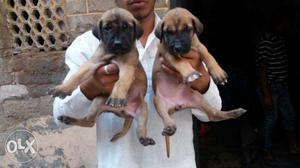 Great Dane Puppies available male  Female