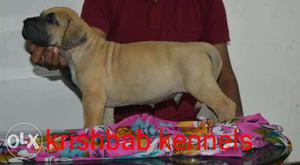 Great Dane fawn male puppies with paper available