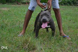 Grey And White American Bully