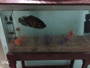 Group Of Fish In Fish Tank, Oscar and Parrat