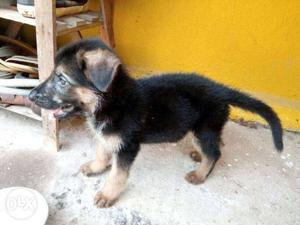 Gsd male fr sale nly 1 left with dubl coat