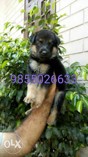 Gsd male puppy available in jal good quality pups