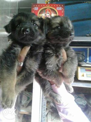 Gsd push coat 31 days old puppy male and female