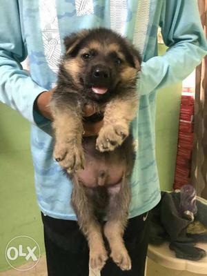 Gsd/German Shephard Puppy, double coat, 2 month