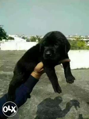 Gwalior: Boxer" Beagle" Pug' Lasa Apso'all