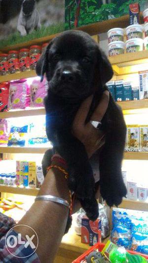 HOME BREEDING Male ##Female## Puppies available