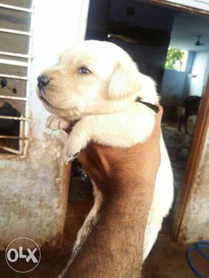 Heavy Labrador puppy r sell