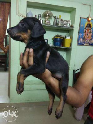 Heavy size Doberman puppy's only 1 pair available
