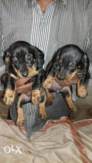High quality breed dachshund puppies