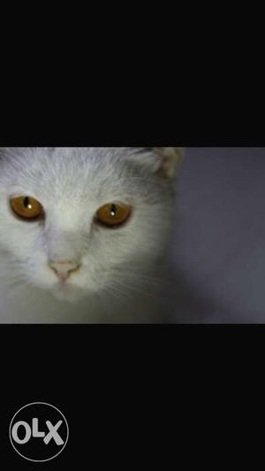 Himalayan breed cat White color Mustard colour
