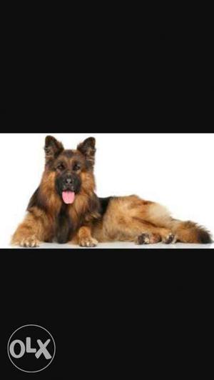 I Want German Shepherd Dog