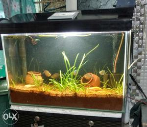 I want to sell my 2ft Aquarium with top and Air