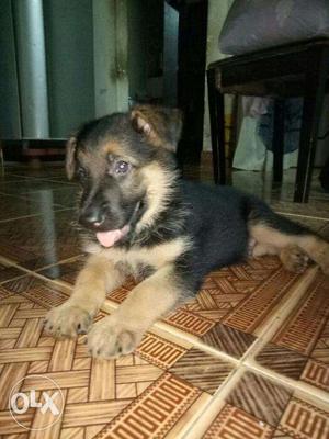 I want to sell my German Shepherd two month puppy