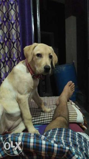 I want to sell my Labrador pup female 4 months