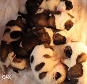 I want to sell my st bernard puppies at rs  each