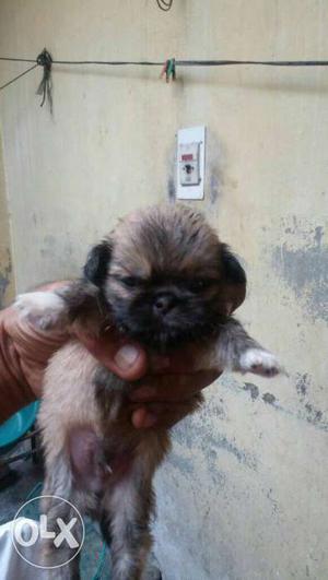 I6 Pekignese male puppy Black leo kennel in