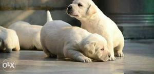 Import pedigree Labrador retriever puppy top