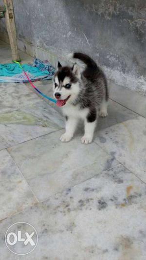 Imported blood line husky puppies available here booking