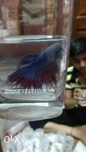 Imported crown Betta fish