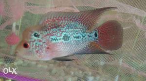 Imported srd flowerhorn available with head and good strains