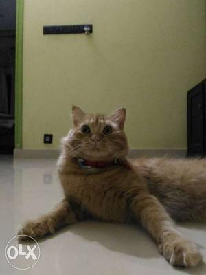 It is a persian cat
