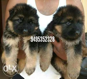 K C I registered German puppies good pedigree