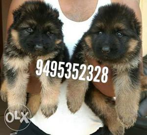 K C I registered German shepherd puppies available