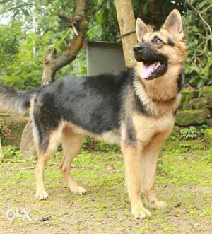 KCI reg. 9 month old female GSD