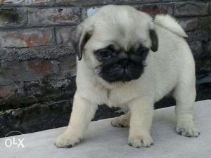 KOLKATA DOG HOUSE~ Offers Very Cheap And Quality PUG Dogs