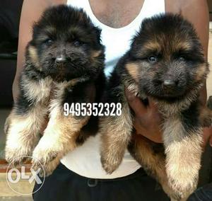 Kennels K C I registered German puppies available