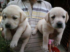 LABRADOR Pups For sell at Lowest price~ ~ KOLKATA DOG
