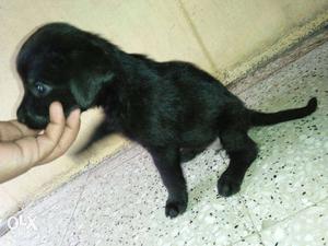 Lab female pet-quality 35 days very active