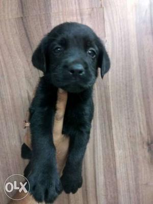 Lab puppy available at PETZOO