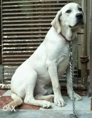 Labordor male 4months age good quality...
