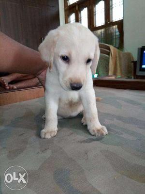 Labrador Female Golden